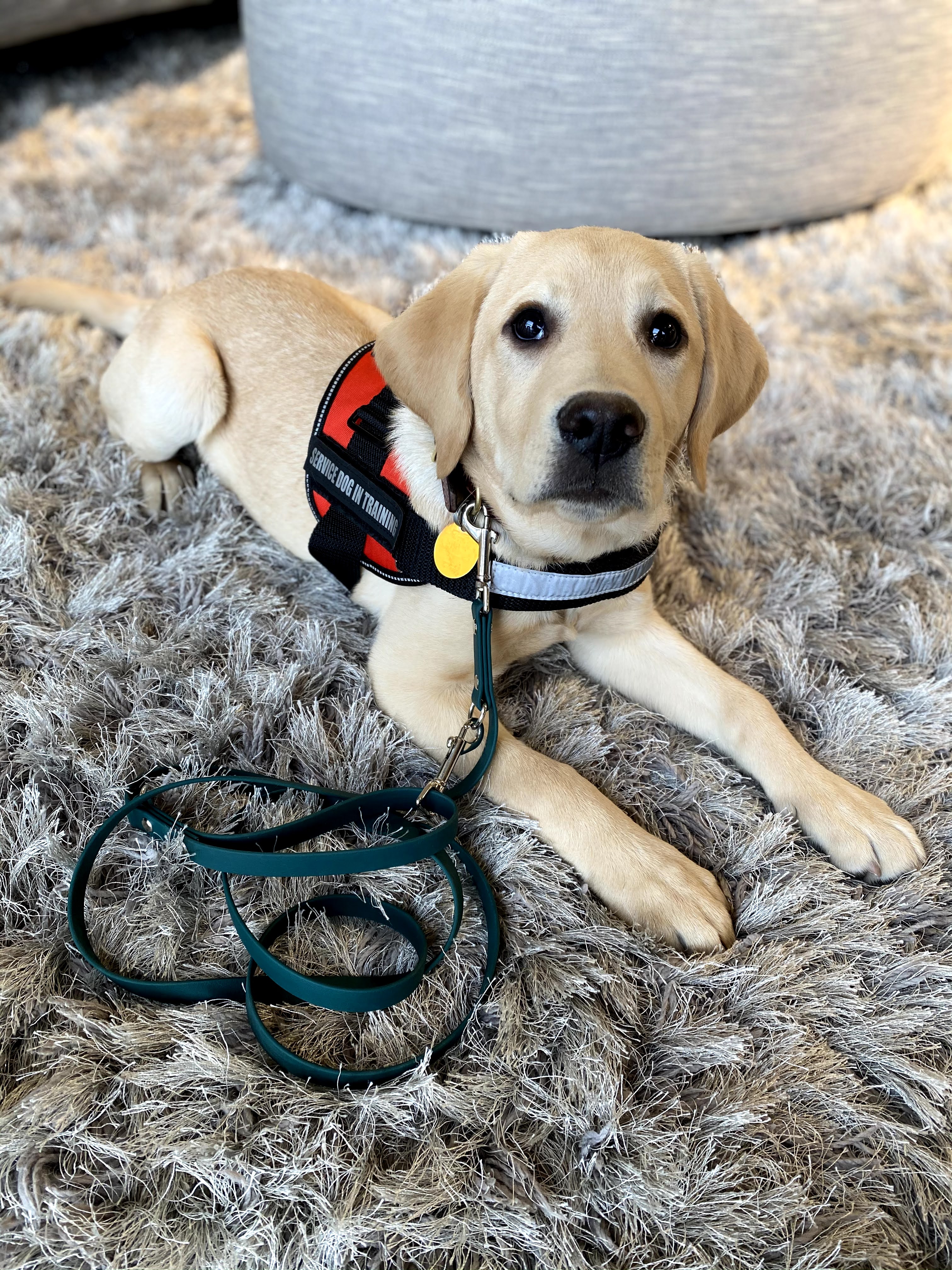 dog lead with additional bolt snap